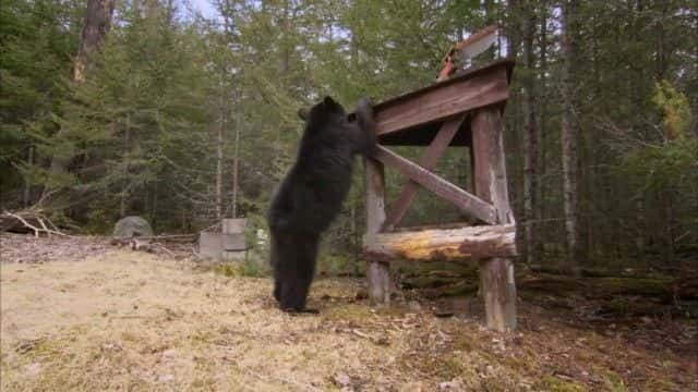 ¼Ƭ (BBC) Bearwalker of the Northwoods (BBC)1080Pȫ1-Ļ/Ļ