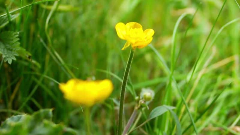 ¼ƬӲݵ漣 (BBC) The Wonder of Weeds (BBC)ȫ1-Ļ/Ļ