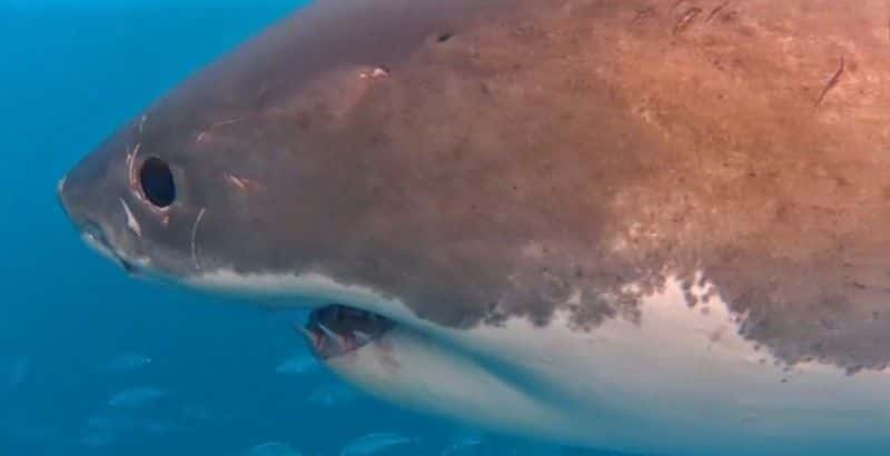 ¼ƬĴǵв Australia's Shark Menaceȫ1-Ļ/Ļ