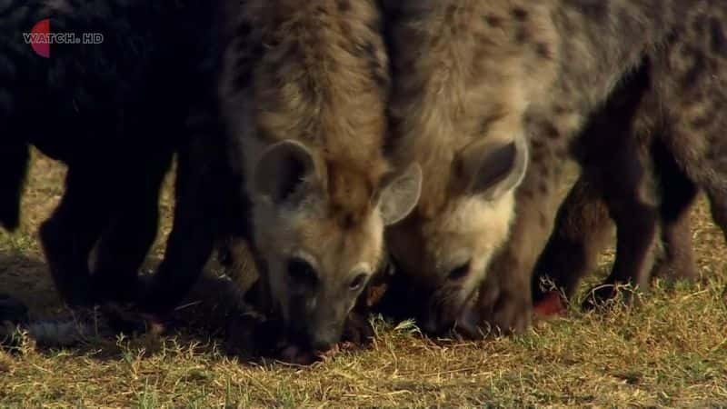 ¼ƬǱȻϵ 2 Attenboroughs Natural Curiosities Series 2Ļ/Ļ