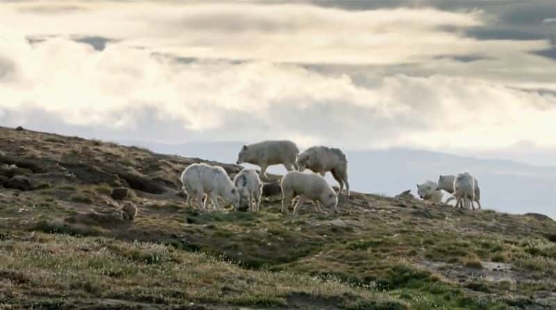 ¼ƬȺ Arctic Wolf Pack1280P-Ļ/Ļ