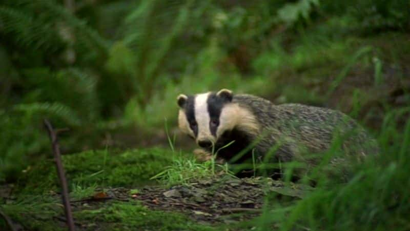 ¼Ƭⵣɪص (BBC) Badgers: Secrets of the Sett (BBC)Ļ/Ļ