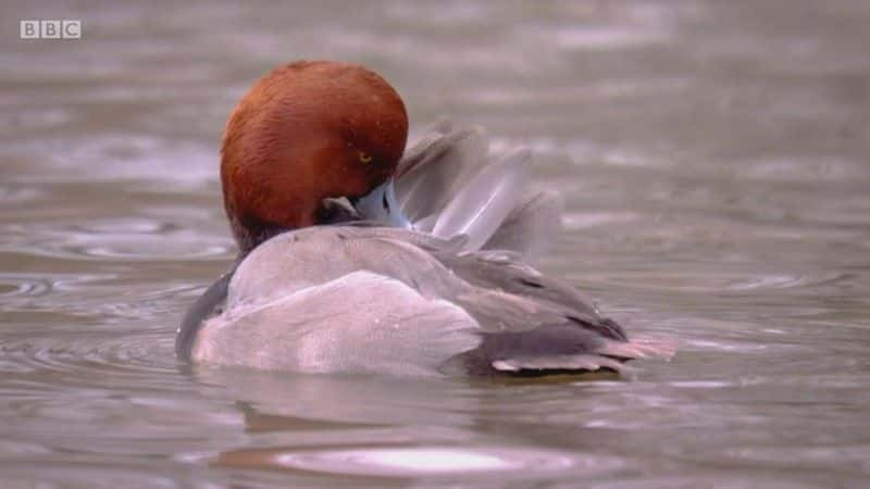 纪录片《2021 年冬季观察特辑 Winterwatch Extras 2021》[无字][BT][1080P]资源下载