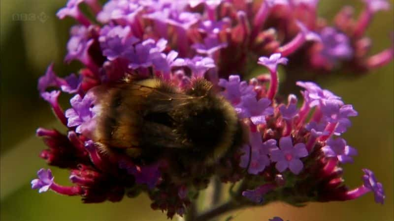 纪录片《蜜蜂蝴蝶和花朵 Bees Butterflies and Blooms》[无字][BT][1080P]资源下载