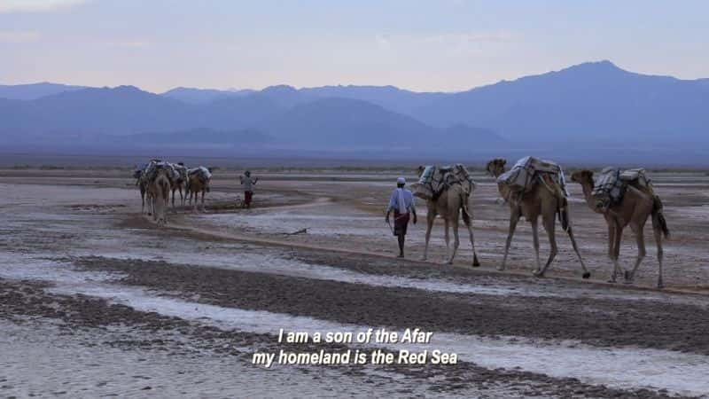 ¼ƬǶİó Arho: The Afar Salt Trade of Northeastern EthiopiaĻ/Ļ