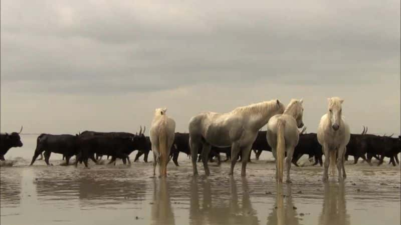 ¼ƬҰ Wild Horses of the Marshes1080P-Ļ/Ļ