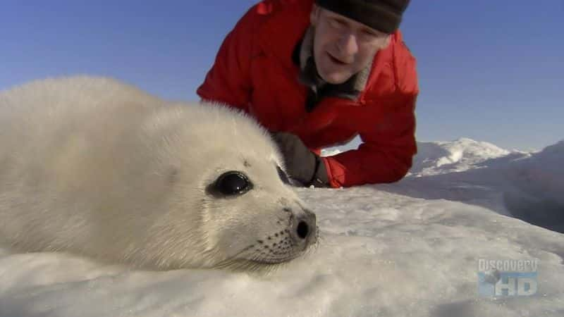 纪录片《北极暴露 Arctic Exposure》[无字][BT][1080P]资源下载