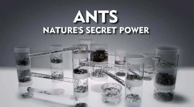 ¼ƬϡȻ Ants - Nature's Secret PowerĻ/Ļ