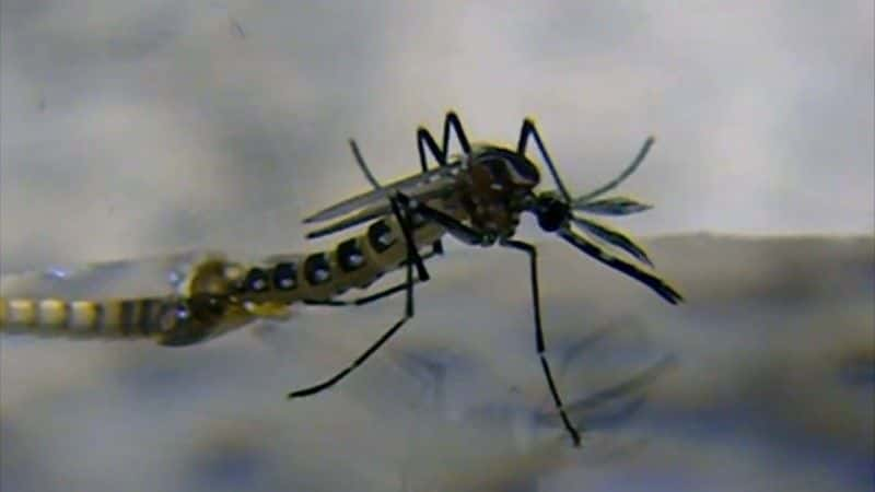 ¼ƬկӤΣ The Zika Baby Crisisȫ1-Ļ/Ļ