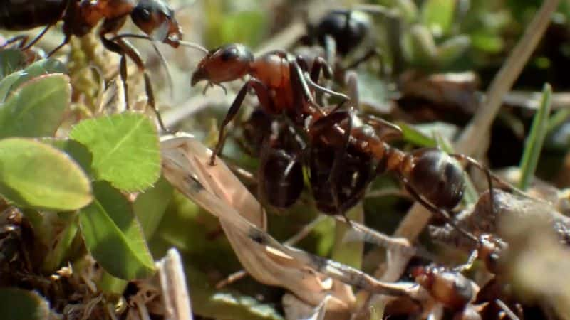 纪录片《阿滕伯勒蚂蚁山 Attenboroughs Ant Mountain》[无字][BT][720P]资源下载