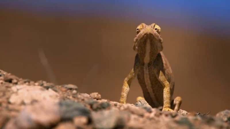 ¼Ƭ޿ҰײɳĮ Africas Wild West: Stallions of the Namib Desert1080P-Ļ/Ļ