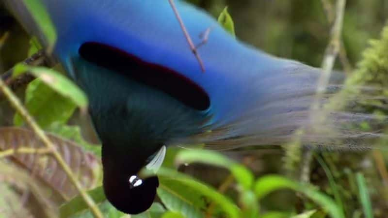 ¼Ƭյ Attenborough's Paradise Birds1080Pȫ1-Ļ/Ļ