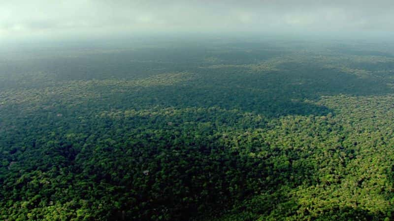 ¼ƬҰصȻ Wild Brazil - Mysterious Natural Paradiseȫ5-Ļ/Ļ