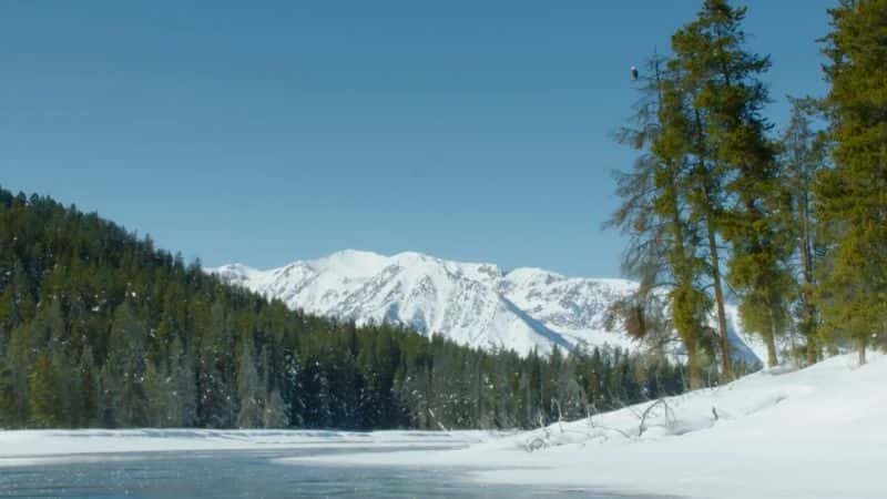 ¼Ƭʯ԰ҰĶ쵽ȵ Yellowstone: Wildest Winter to Blazing SummerĻ/Ļ