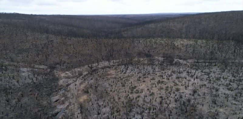 ¼ƬĴǵҰ֮ Australia's Wildlife: After the Fires1080P-Ļ/Ļ