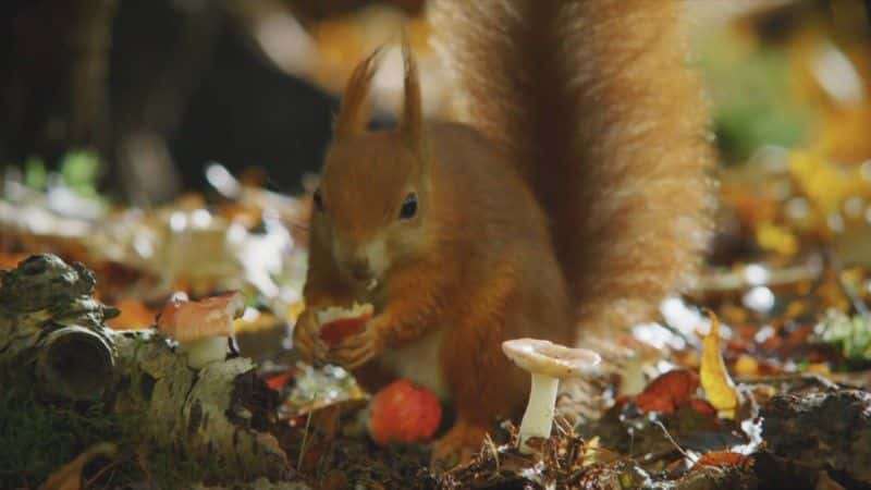 ¼Ƭ2020 ＾۲ Autumnwatch 20201080Pȫ8-Ļ/Ļ