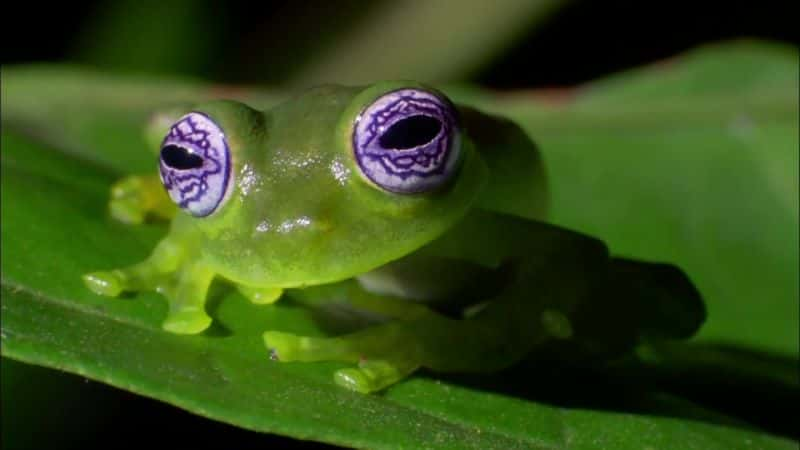 ¼Ƭյ (BBC) Attenborough's Fabulous Frogs (BBC)1080P-Ļ/Ļ