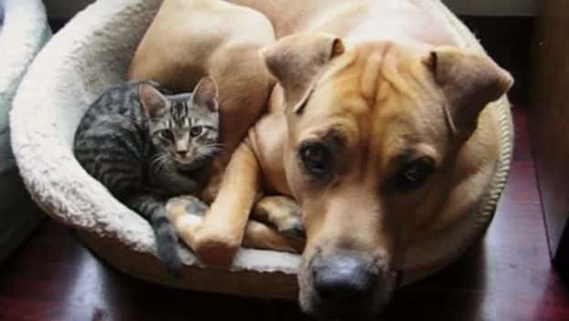 ¼ƬΪʲôϲè͹ Why We Love Cats and DogsĻ/Ļ