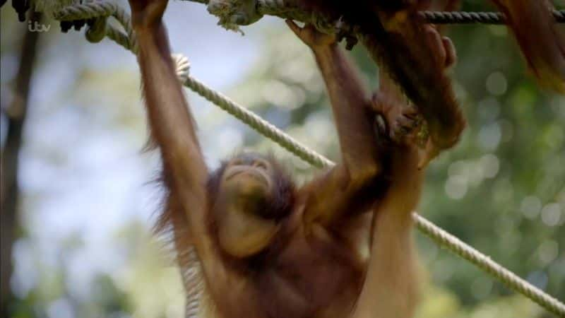 ¼ƬҰ̽ Wild Borneo Adventure1080P-Ļ/Ļ