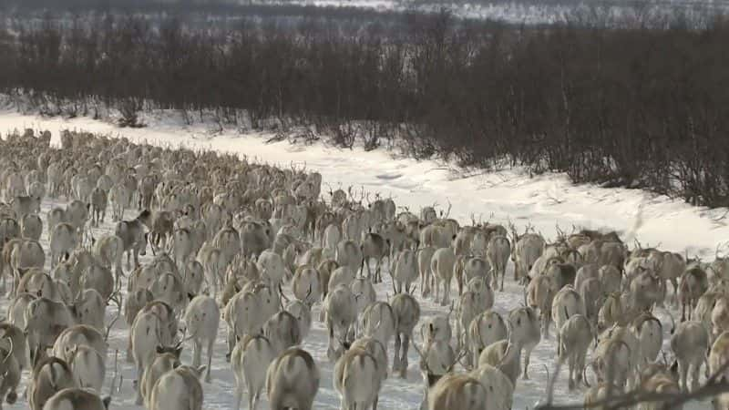 ¼Ƭȫϴѱ¹Ǩ (BBC) All Aboard: The Great Reindeer Migration (BBC)1080P-Ļ/Ļ