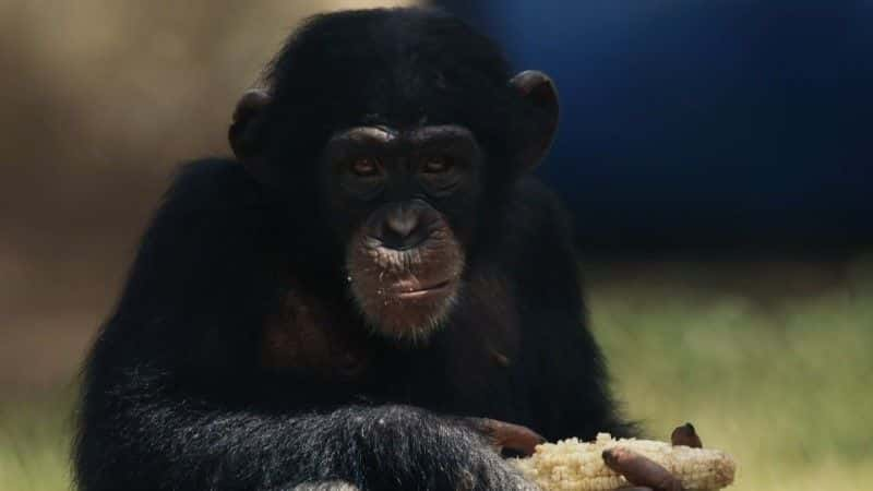 ¼Ƭ̾Ԯ Baby Chimp Rescue1080Pȫ1-Ļ/Ļ