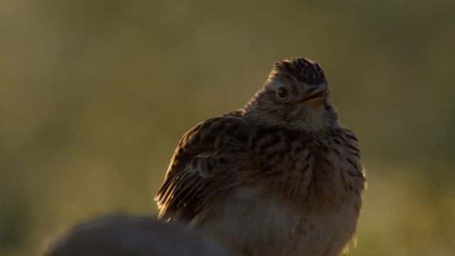 纪录片《阿滕伯勒的歌曲奇迹 Attenborough's Wonder of Song》[无字][BT][1080P]资源下载