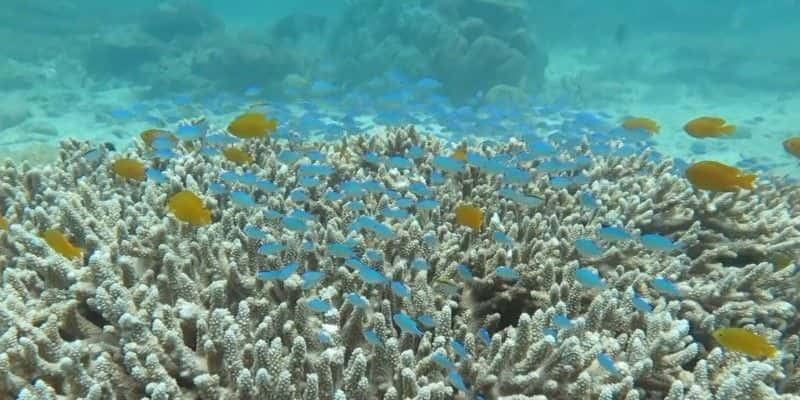 ¼Ƭ󱤽֮ս The Battle for the Great Barrier ReefĻ/Ļ