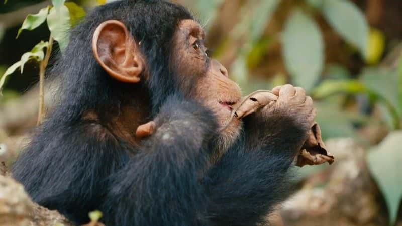 ¼Ƭ̾Ԯ Baby Chimp Rescue1080Pȫ1-Ļ/Ļ