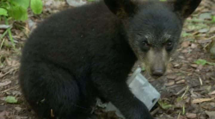 ¼ƬҺһ The Bear Family and MeĻ/Ļ