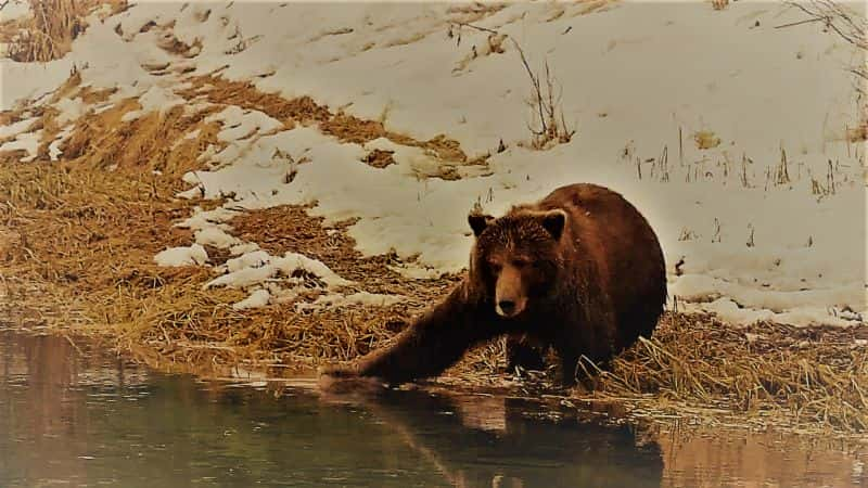 ¼ƬյҰܶ Yukons: Wild Grizzlies1080P-Ļ/Ļ