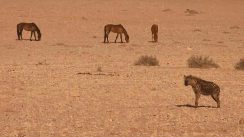 ¼Ƭ޿ҰײɳĮ Africas Wild West: Stallions of the Namib Desert1080P-Ļ/Ļ