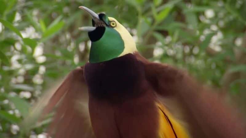 ¼Ƭյ Attenborough's Paradise Birds1080Pȫ1-Ļ/Ļ