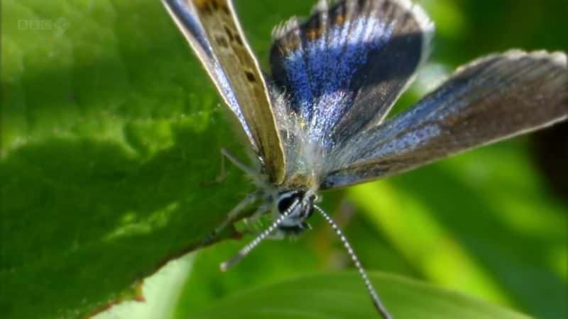 ¼Ƭ۷ͻ Bees Butterflies and BloomsĻ/Ļ