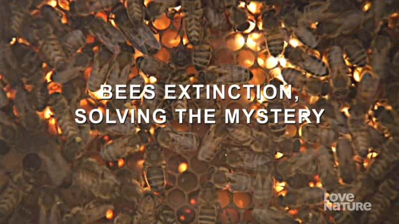 ¼Ƭ۷⿪ Bees Extinction, Solving the MysteryĻ/Ļ