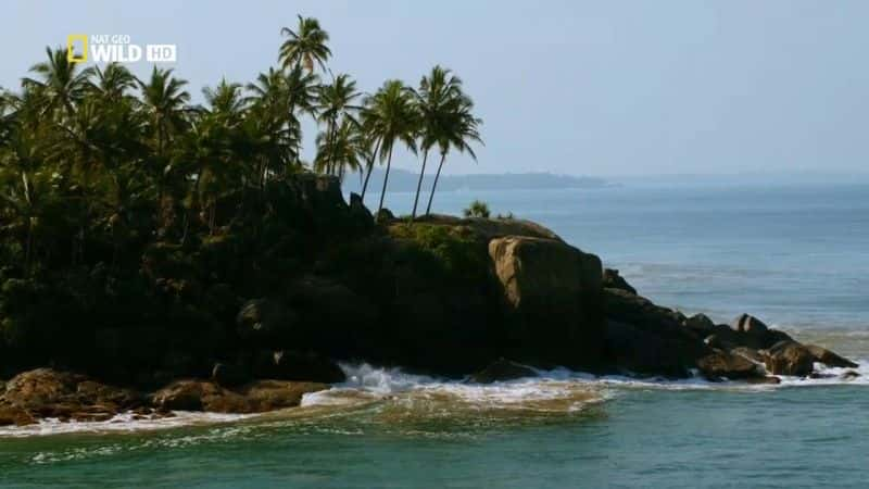 ¼ƬҰ˹ Wild Sri LankaĻ/Ļ