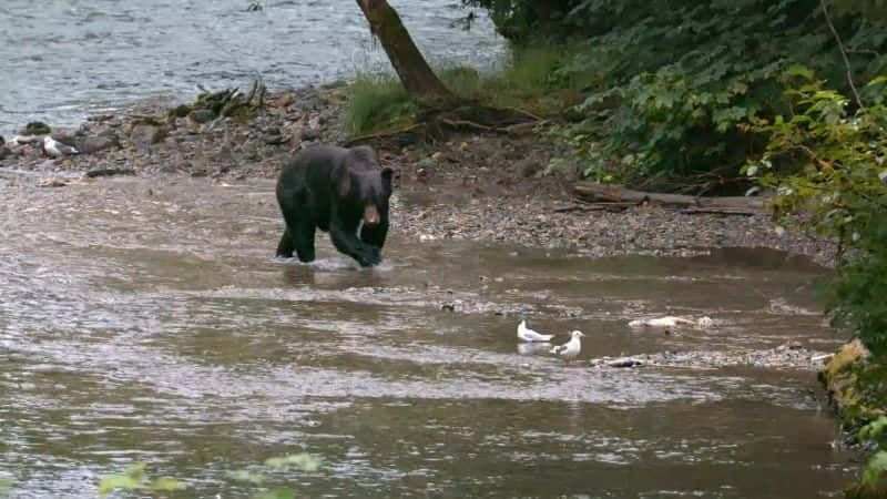 ¼Ƭ˹ӵ Alaskan Summer1080P-Ļ/Ļ