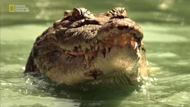 ¼ƬԵʱ When Crocs Ate DinosaursĻ/Ļ