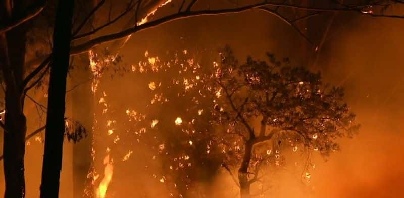 ¼ƬĴǵҰ֮ Australia's Wildlife: After the Fires1080P-Ļ/Ļ