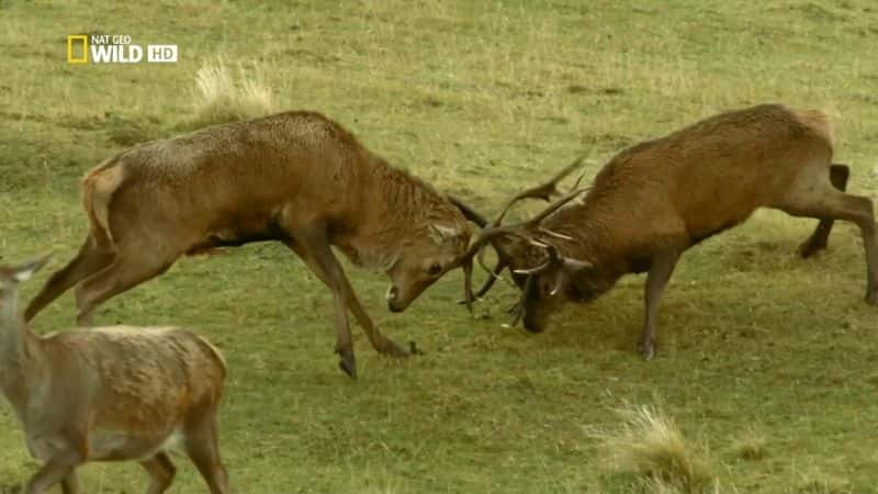 ¼ƬҰոȺ Wild Scotland: The Western IslesĻ/Ļ