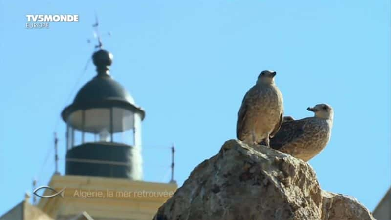 ¼Ƭǣla mer  Algerie, la mer retrouveeȫ1-Ļ/Ļ