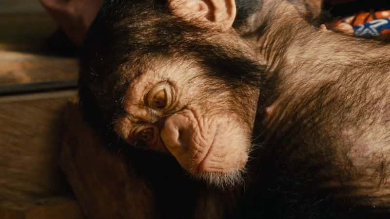 ¼Ƭ̾Ԯ Baby Chimp Rescue1080Pȫ1-Ļ/Ļ