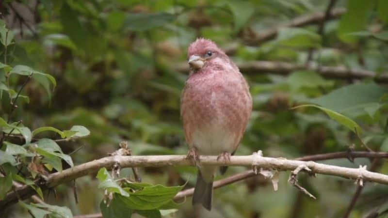 ¼Ƭ2018 ＾۲ Autumnwatch 20181080P-Ļ/Ļ