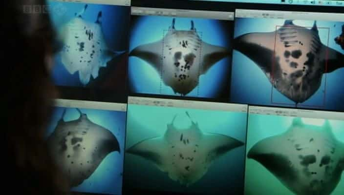 ¼Ƭ - Ů Andrea - Queen of Mantas720P-Ļ/Ļ