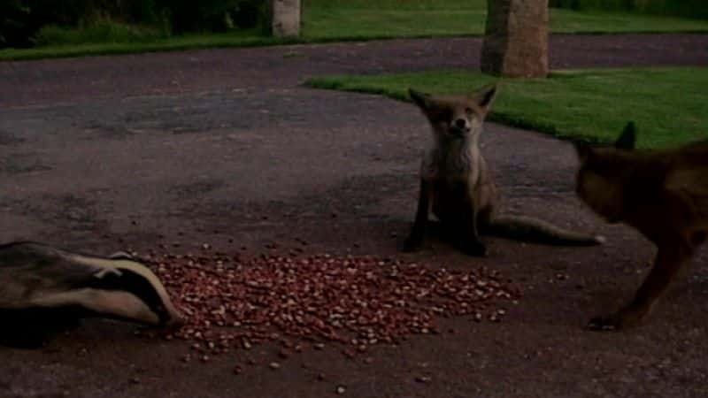 ¼Ƭⵣɪص (BBC) Badgers: Secrets of the Sett (BBC)Ļ/Ļ