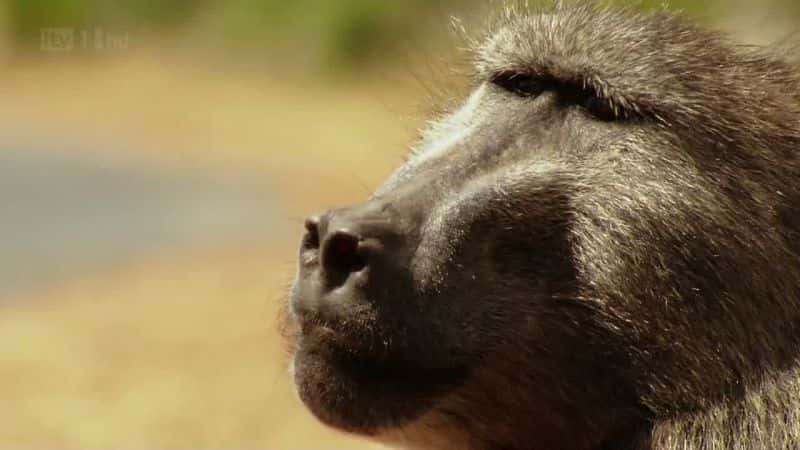 ¼ƬӢ̨ Baboons (ITV)Ļ/Ļ