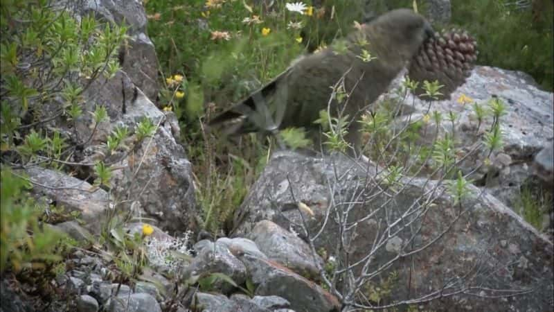 ¼Ƭ๺ԣ԰Ĵǵ Beak and Brain: Genius Birds from Down under1080P-Ļ/Ļ