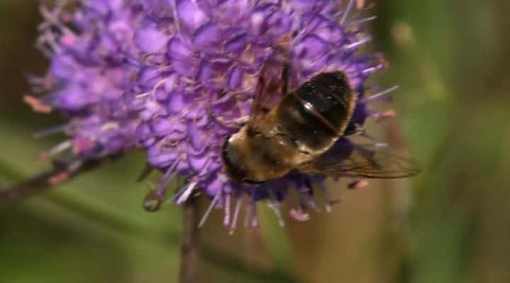 ¼ƬҰеϵ 1 Wild Britain Series 1ȫ6-Ļ/Ļ