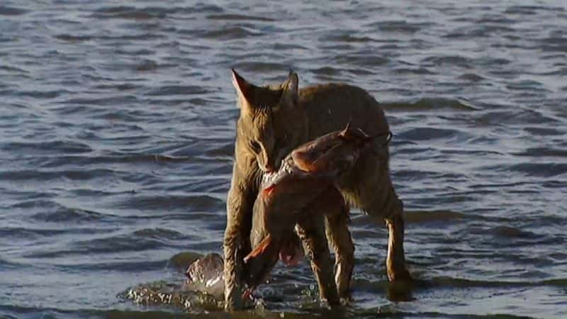 ¼Ƭʪ Wonderful Wetlands1080P-Ļ/Ļ