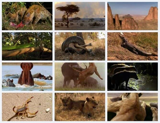 ¼ƬޣĶ Africa (World's Deadliest Animals)Ļ/Ļ