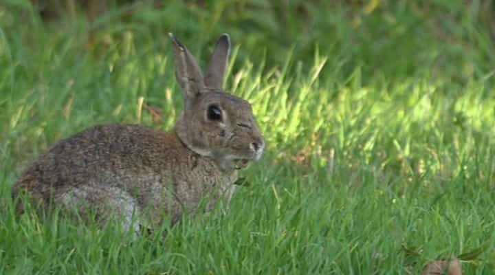 ¼ƬҰеϵ 1 Wild Britain Series 1ȫ6-Ļ/Ļ